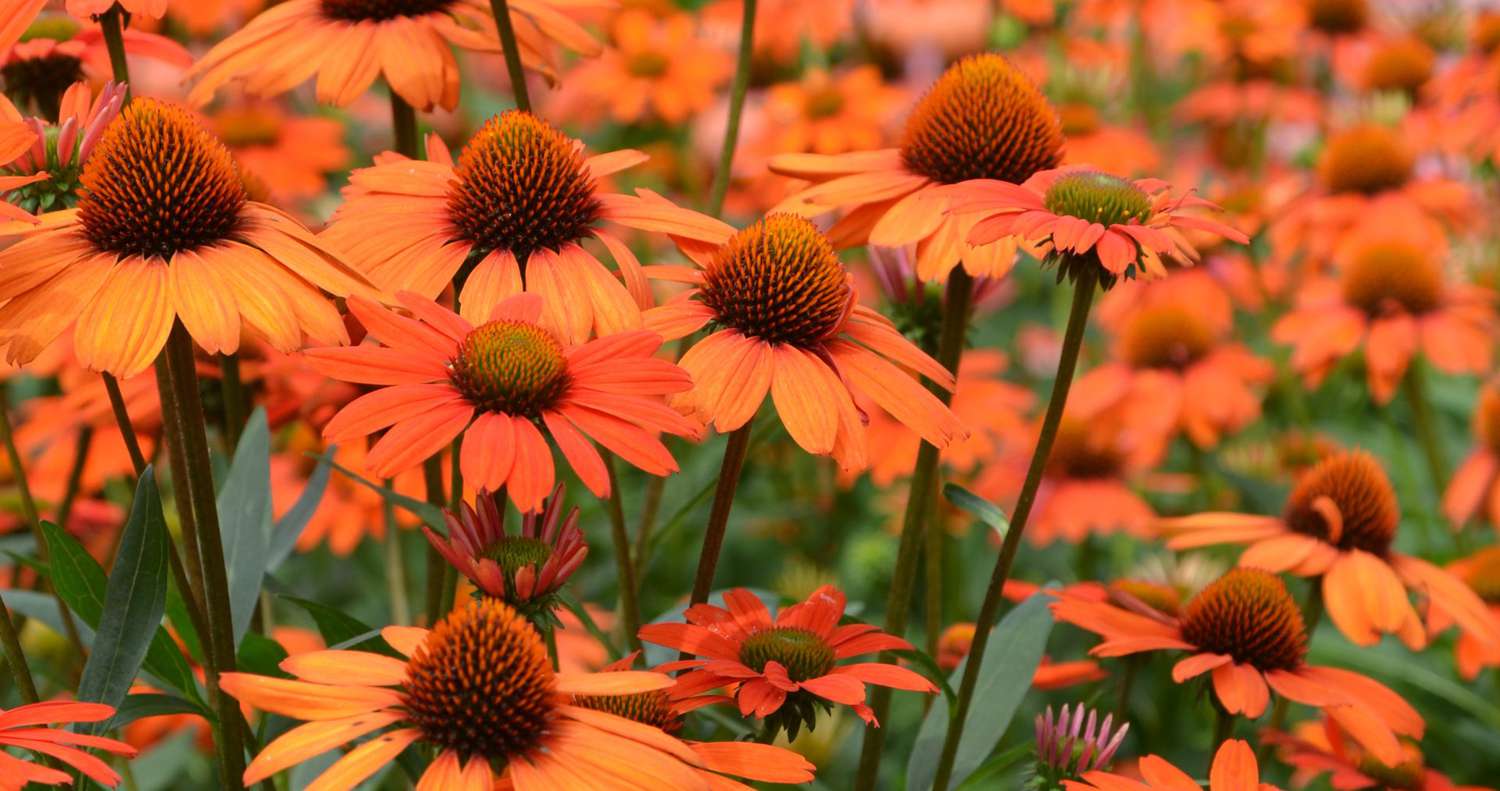 Echinacea 'Intense Orange'