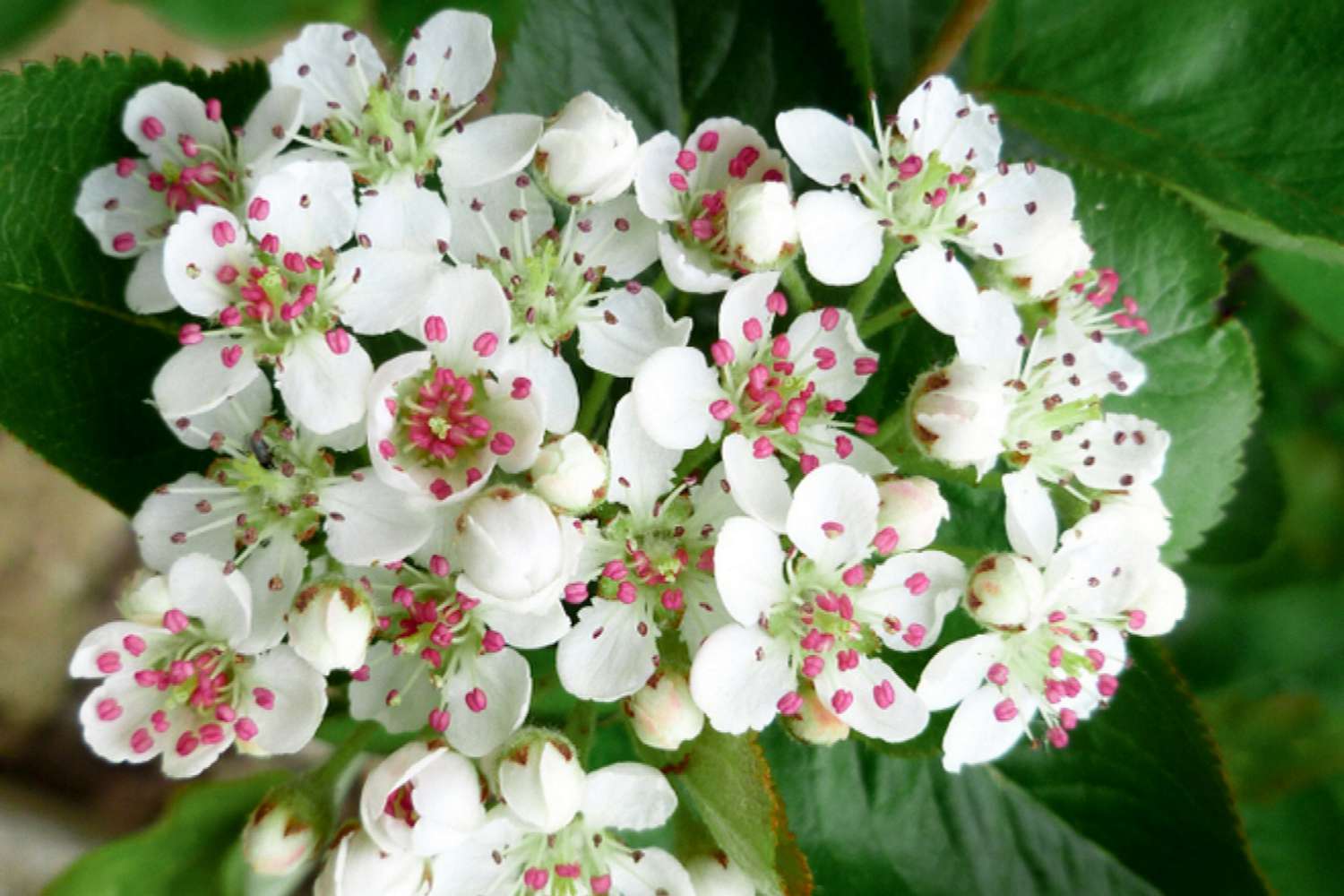 Planta de chokeberry preta com pequenas flores brancas de cinco pétalas em close-up