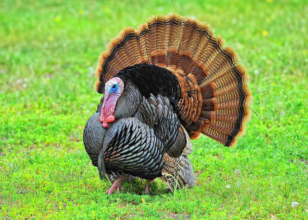 Wild turkey with large feathers on green lawn