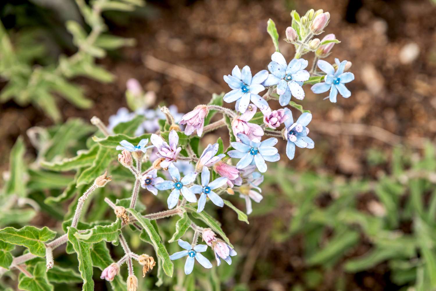 Planta de tweedia con flores y capullos azul claro y morado