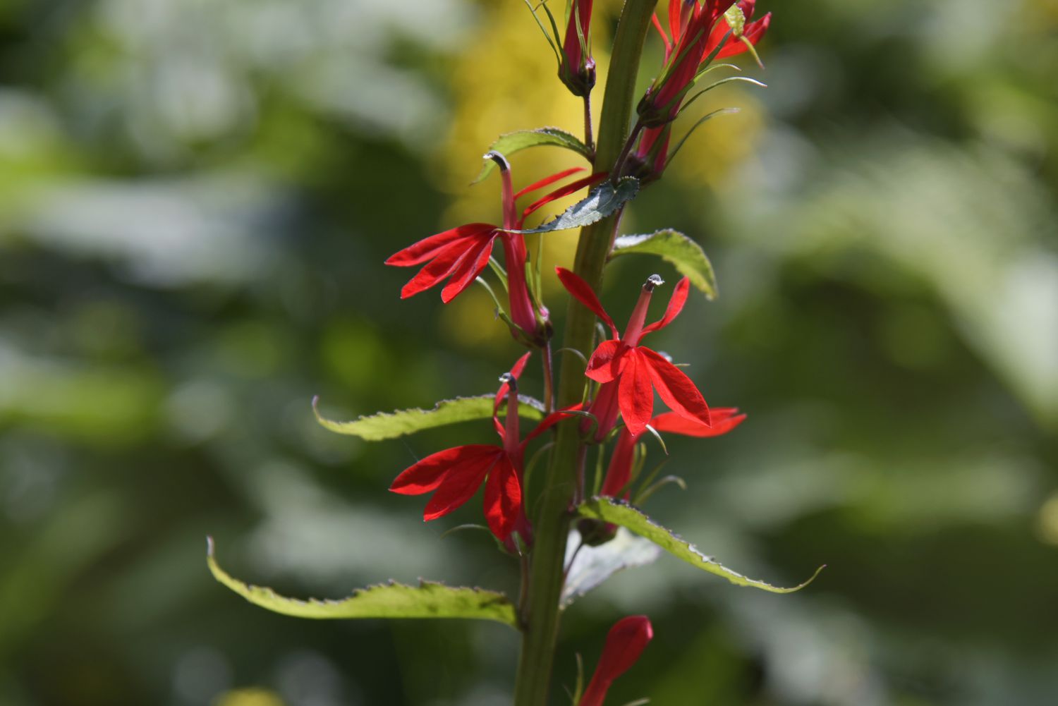 Kardinalblume mit kleinen roten Blüten, um Kolibris anzulocken