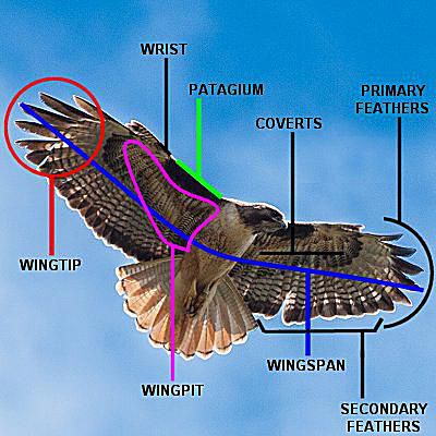 Bird Wing Parts