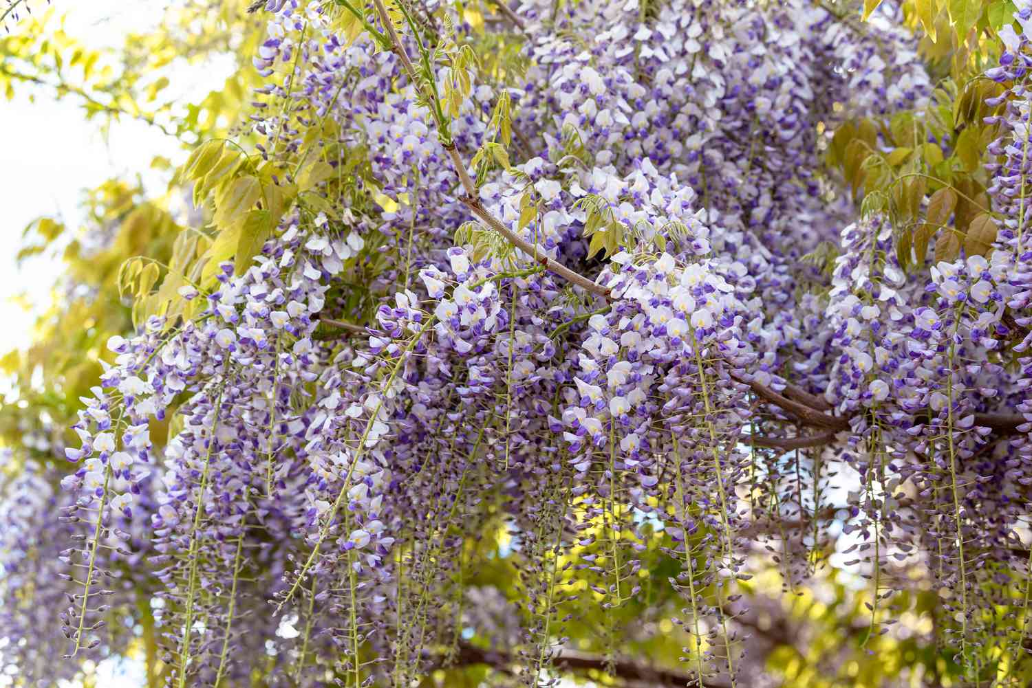 Comment planter, cultiver et entretenir la glycine