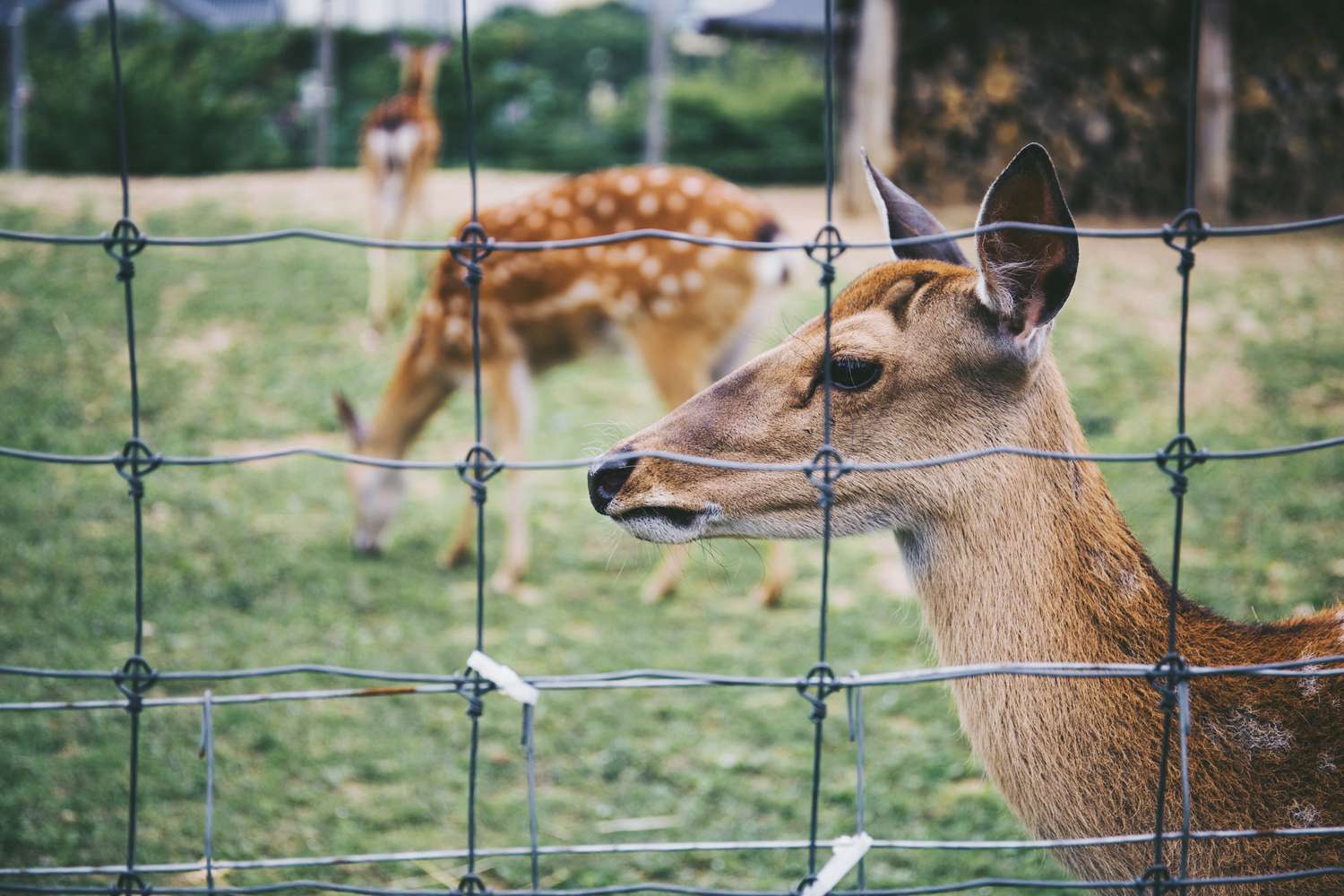 Deer standing behind wire fence