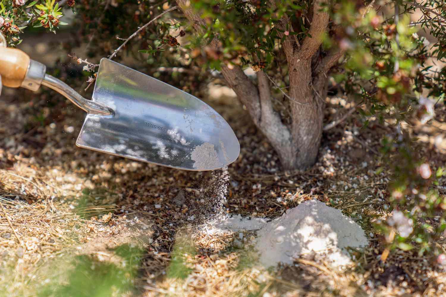 Farinha de ossos despejada no solo sob o arbusto com uma pá