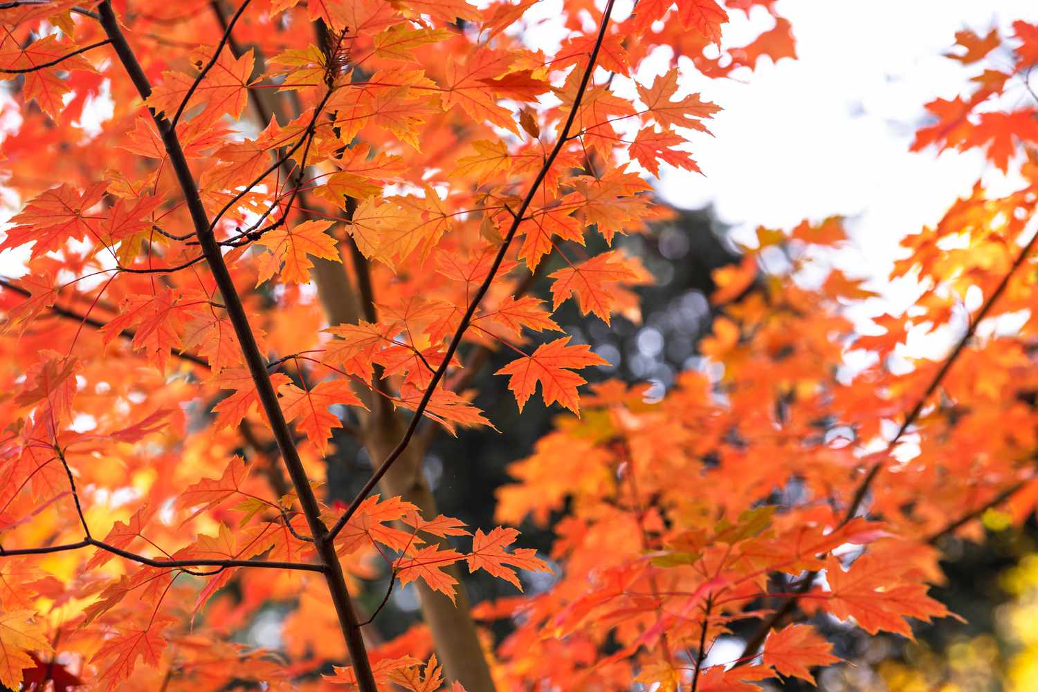 Herbstblütenahorn mit leuchtend orangefarbenen, gelappten Blättern