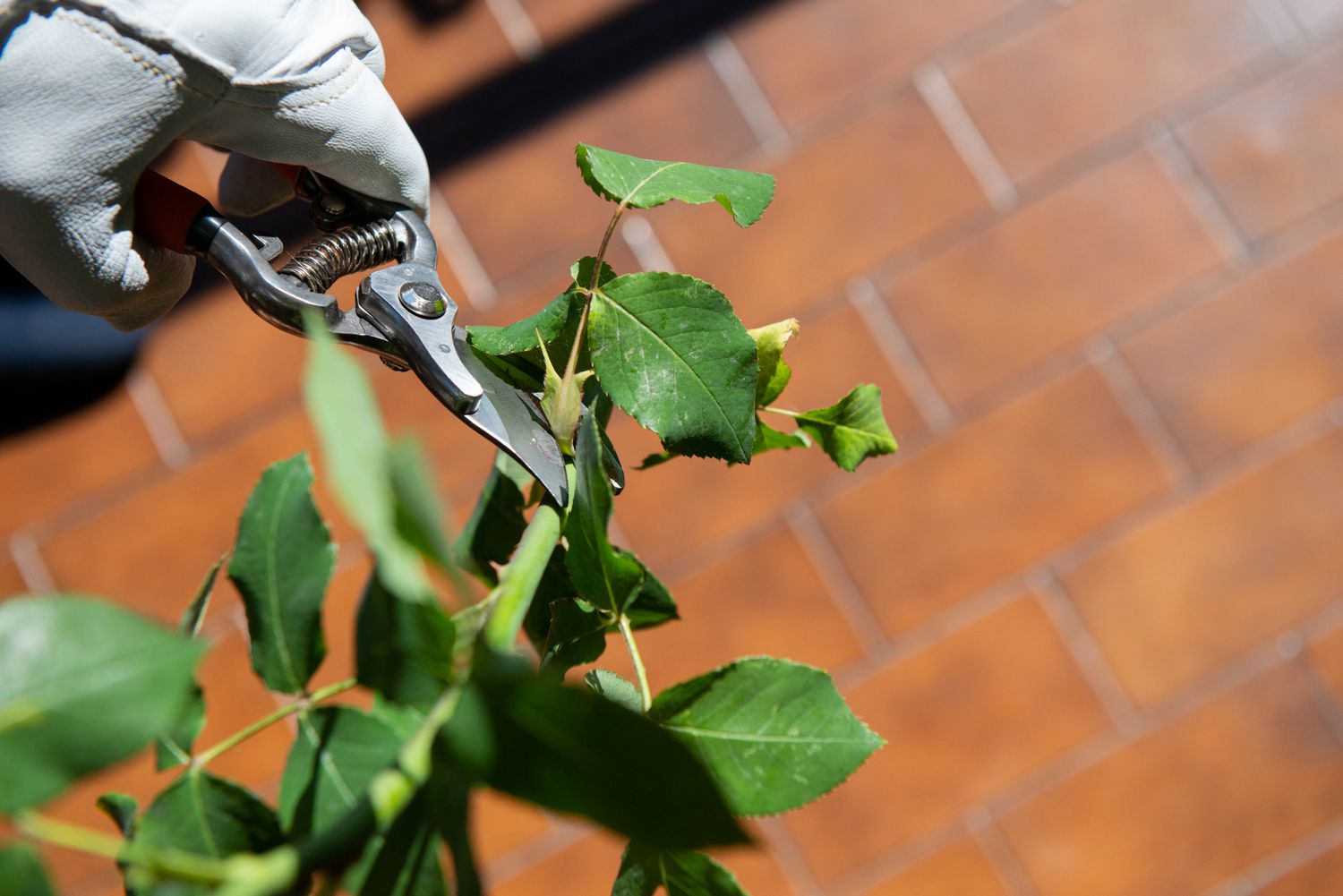 Lower leaves on rose stem cut with hand pruners for water line