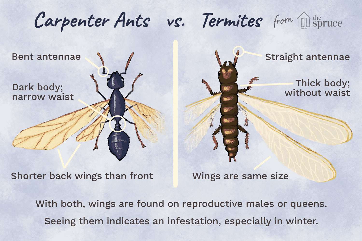 Diagramme illustrant les différences entre fourmis et termites