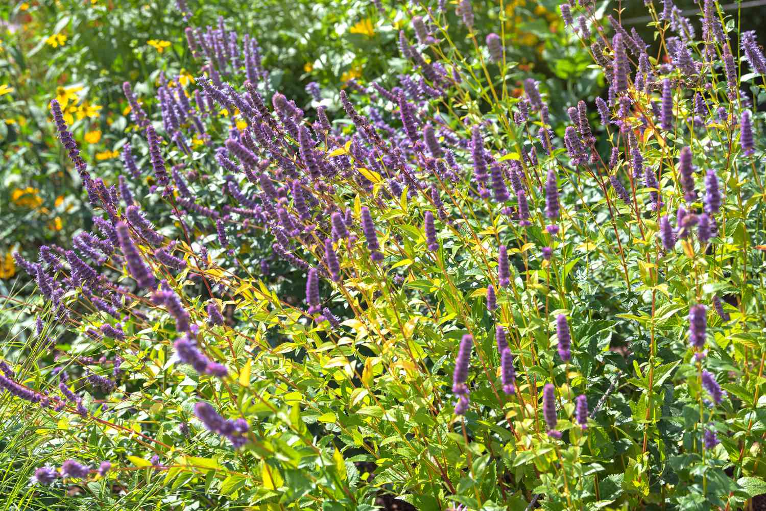 Anis-Hyssop mit violetten Blütenähren auf dünnen Stängeln, umgeben von gelb-grünen Blättern im Sonnenlicht