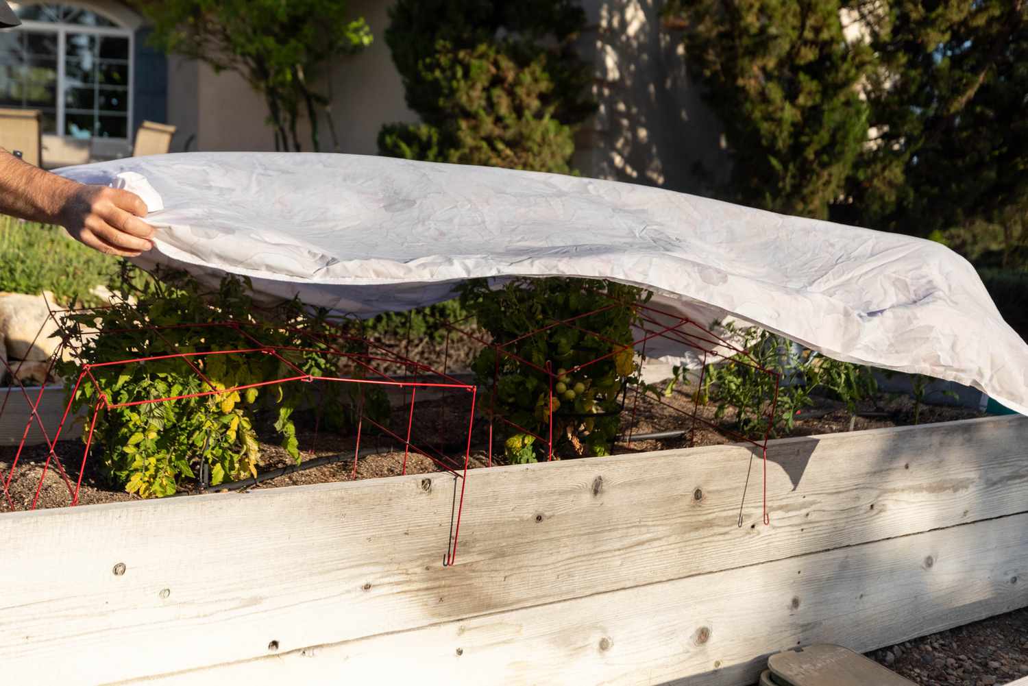 White sheet placed over tomato plants in raised garden bed