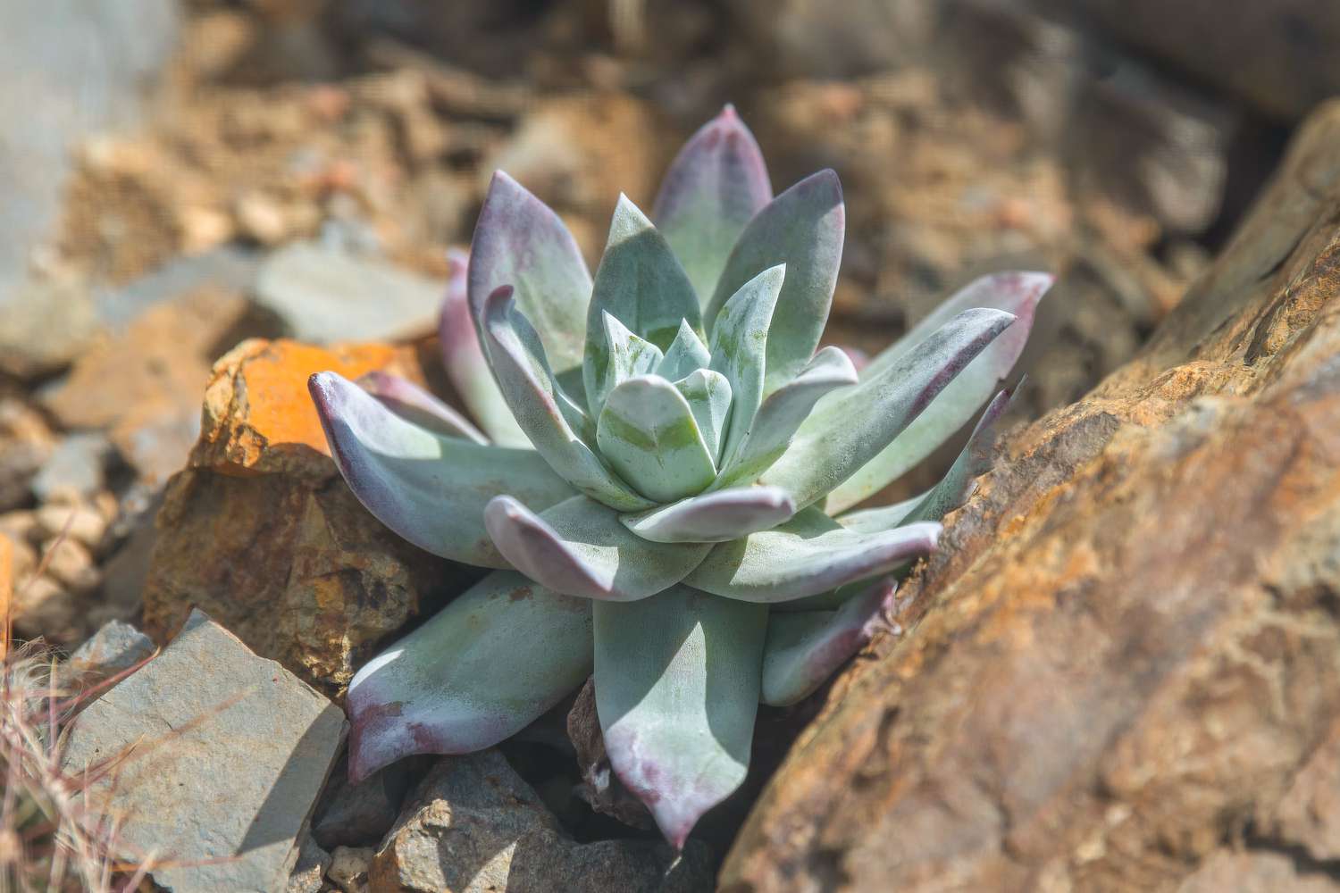 Planta Dudleya: Guia de cuidados e cultivo