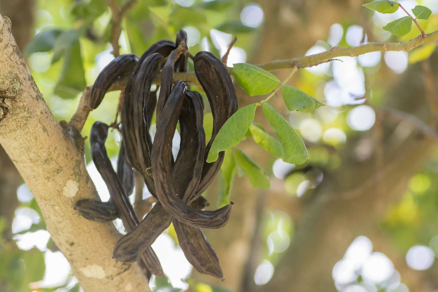 Fruto da alfarrobeira (Ceratonia siliqua)