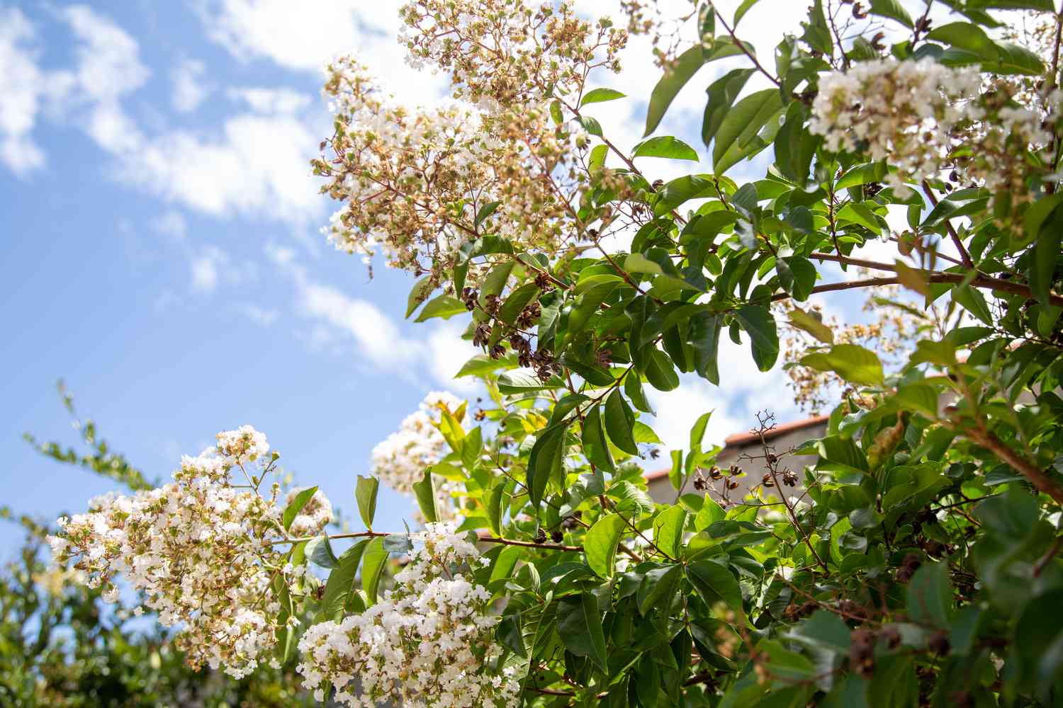 Tee-Olivenstrauch vor blauem Himmel mit winzigen weißen Blütenbüscheln an den Zweigen