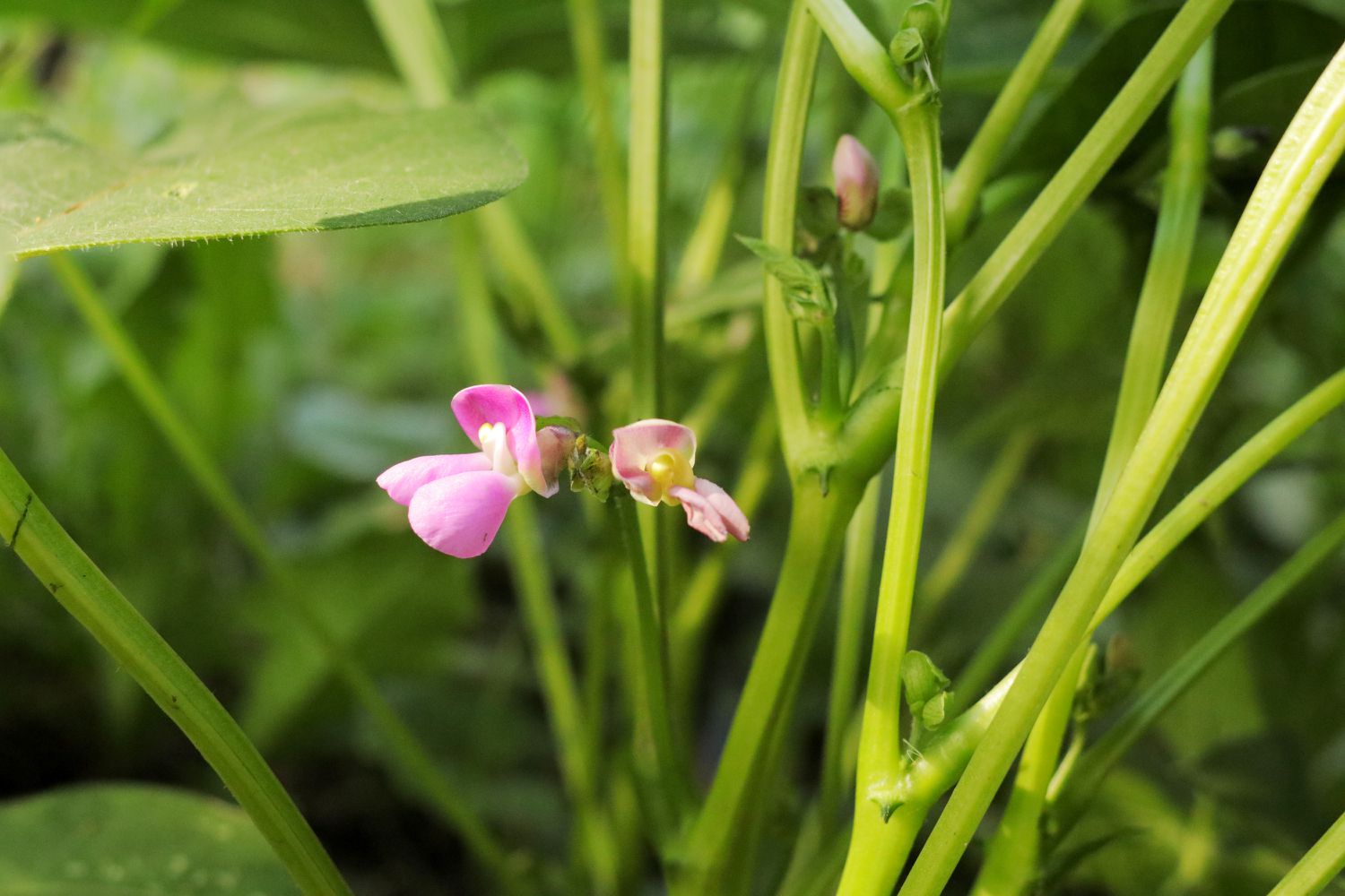 Bean plants flowering