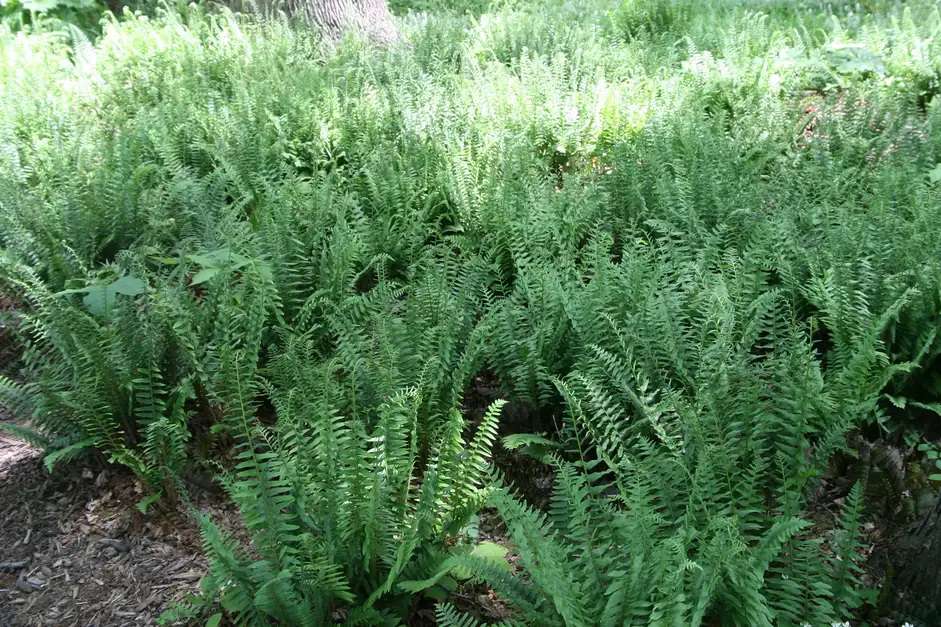 A groupf of christmas ferns growing outdoors
