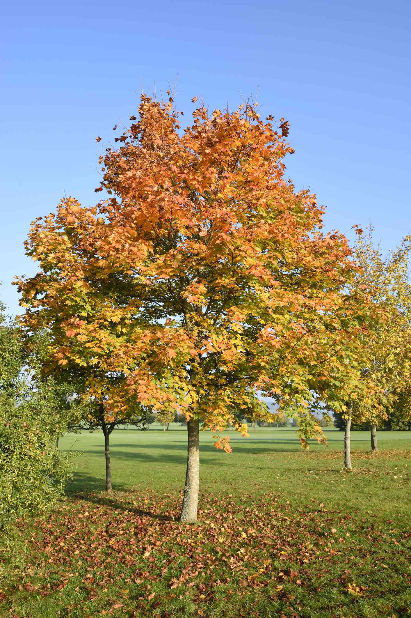 Spitzahornbaum mit grünem, gelbem und orangefarbenem Laub