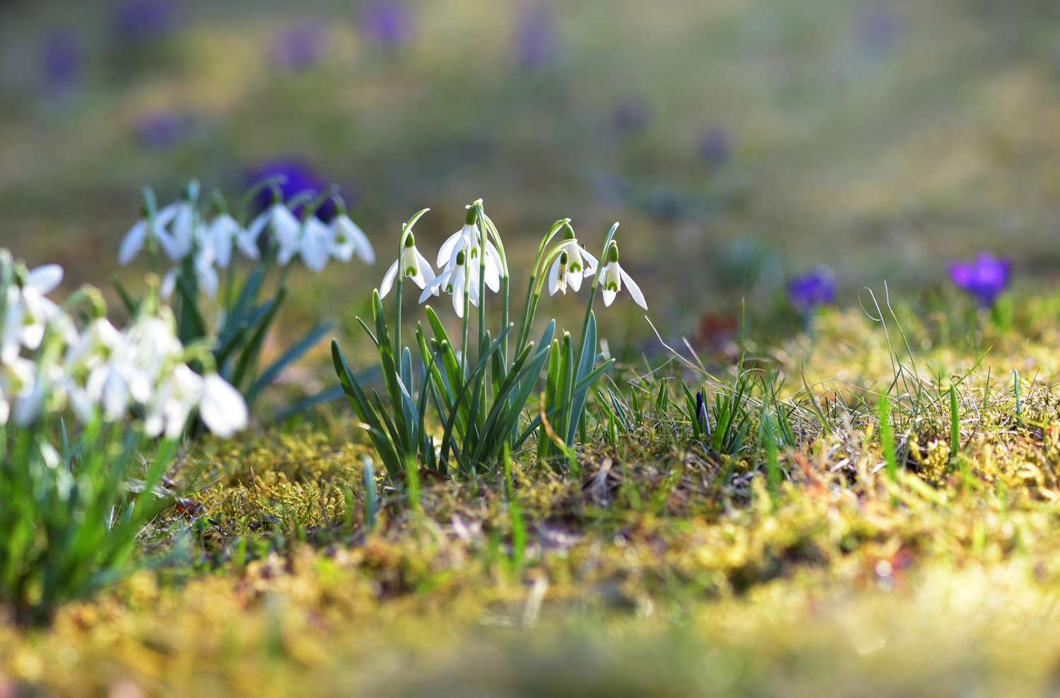 Schneeglöckchenpflanze mit winzigen weißen, abfallenden Blütenblättern an dünnen Stielen