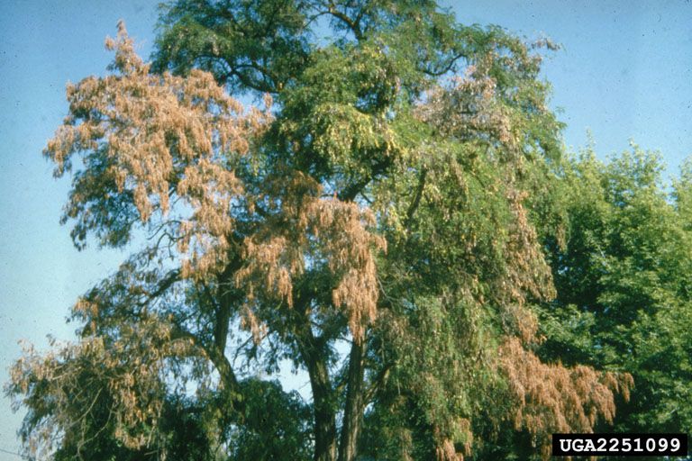 Verticillium-Welke am Baum.