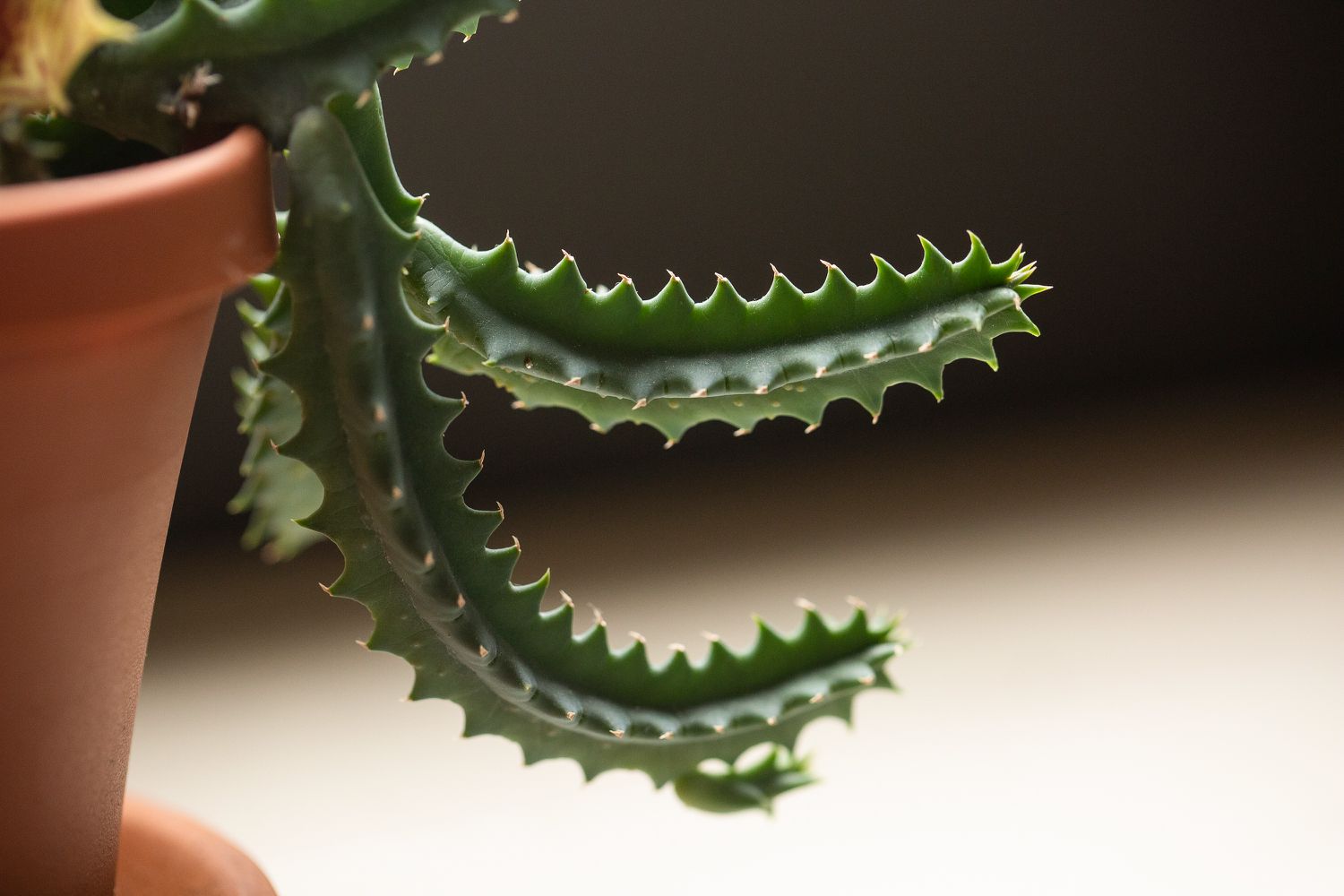 Lifesaver plant leaves with cactus-like spikes hanging over clay pot closeup