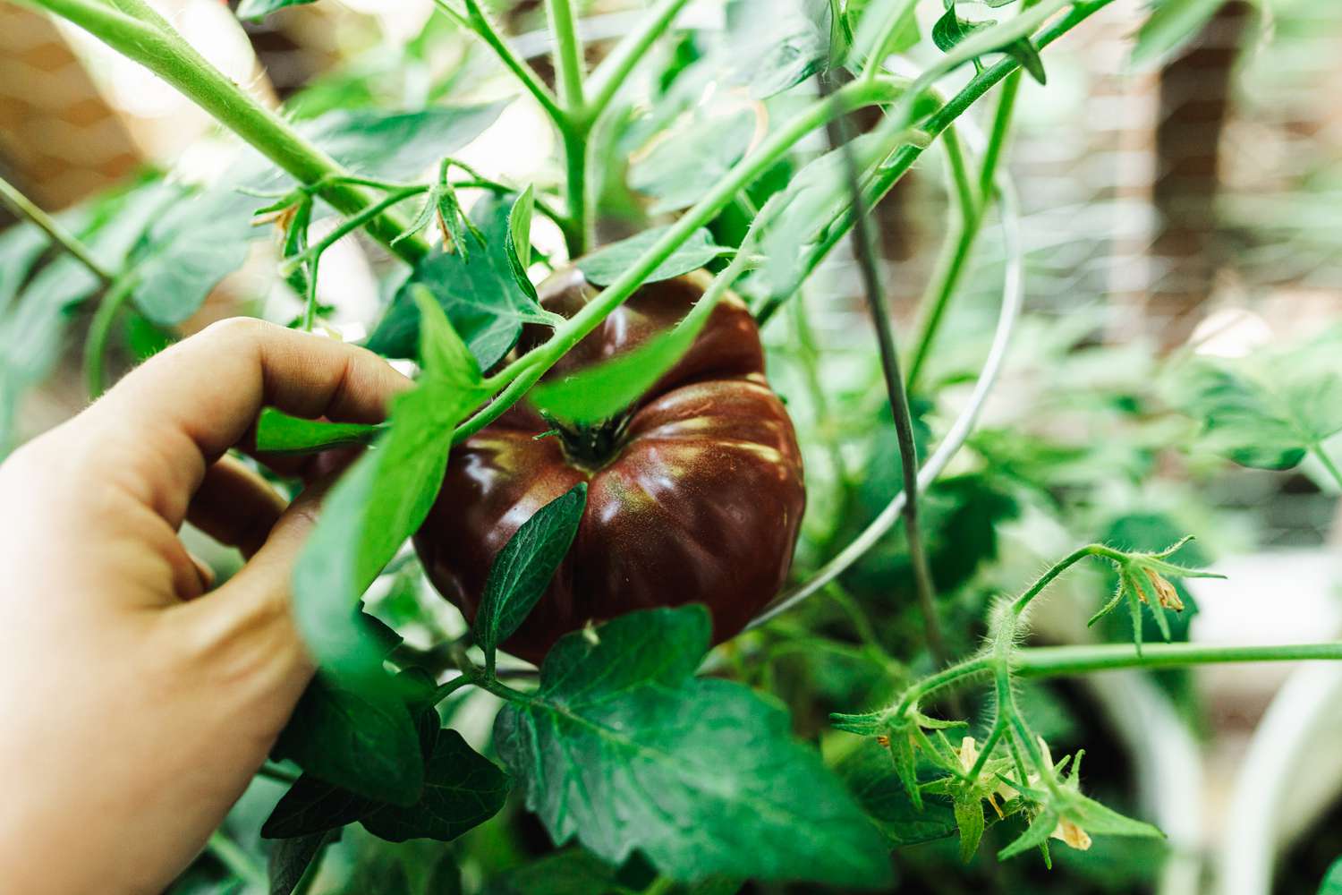 comprobando un tomate reliquia para su recolección