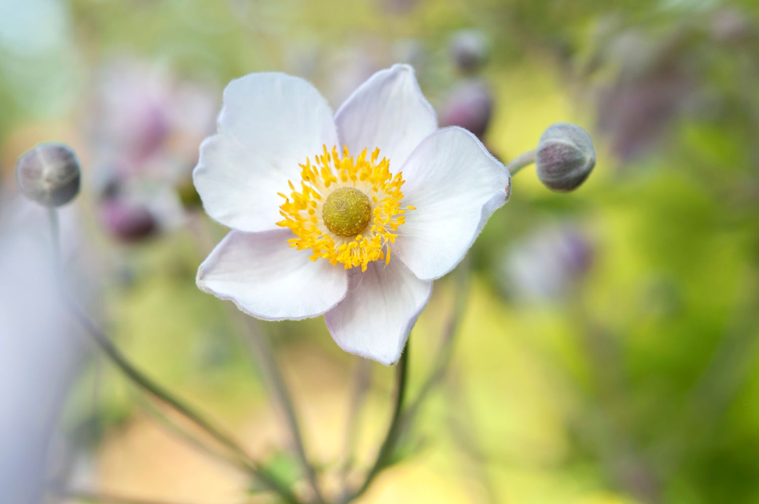 Nahaufnahme einer Anemone