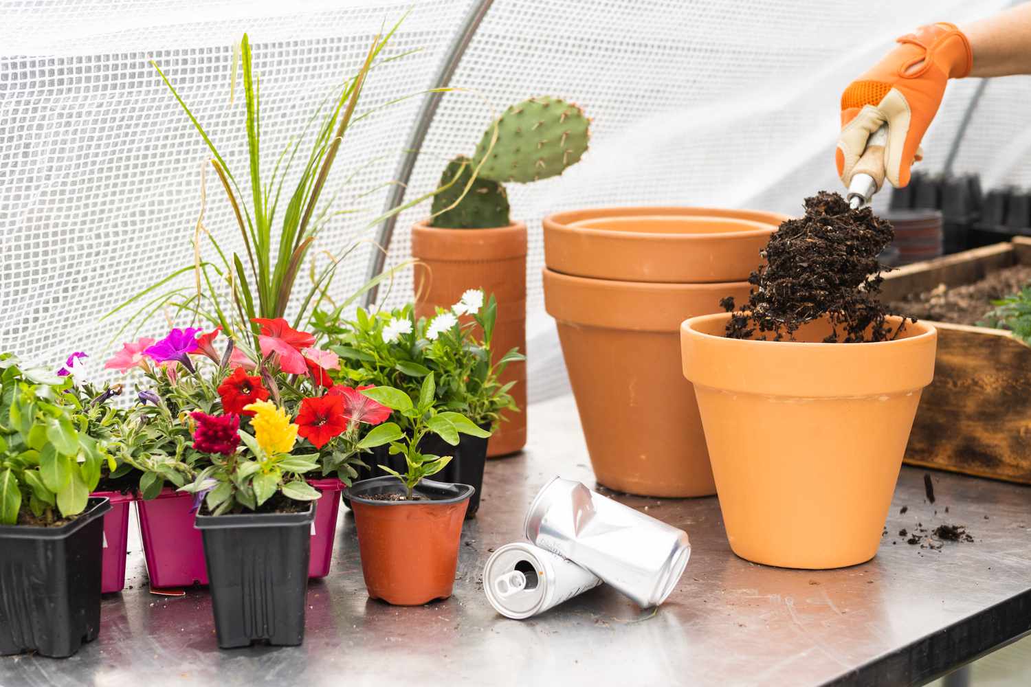 Fruchtbare Erdmischung, die in einen Tontopf neben Topfpflanzen und Blumen gegossen wird