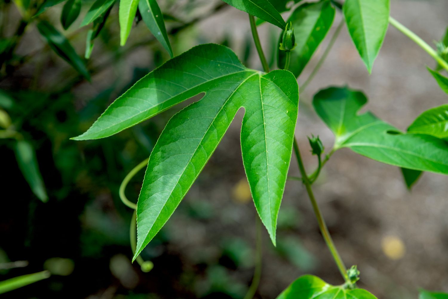 Planta de maracujá roxo com folha grande dividida em closeup de videira