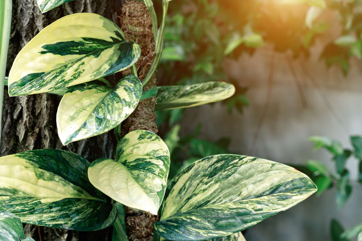 Monstera karstenianum variegated foliage