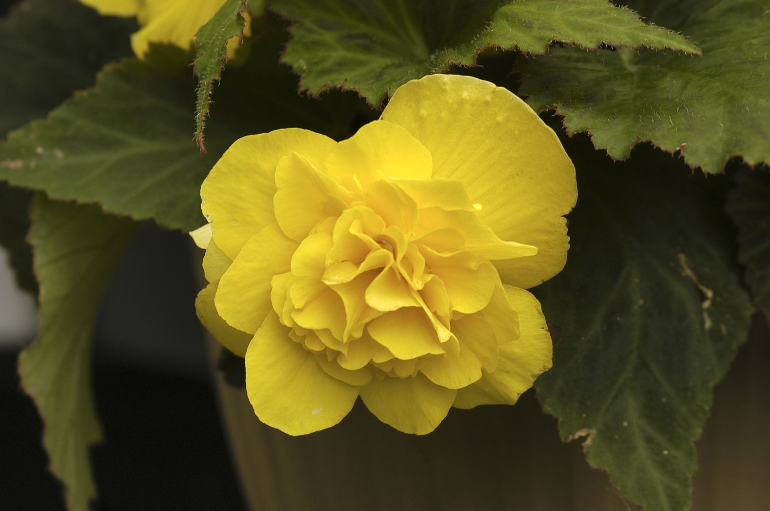 Begonia tuberosa amarilla