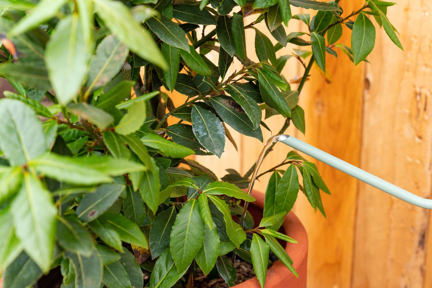 Planta de louro em vaso laranja com regador cor de menta derramando água