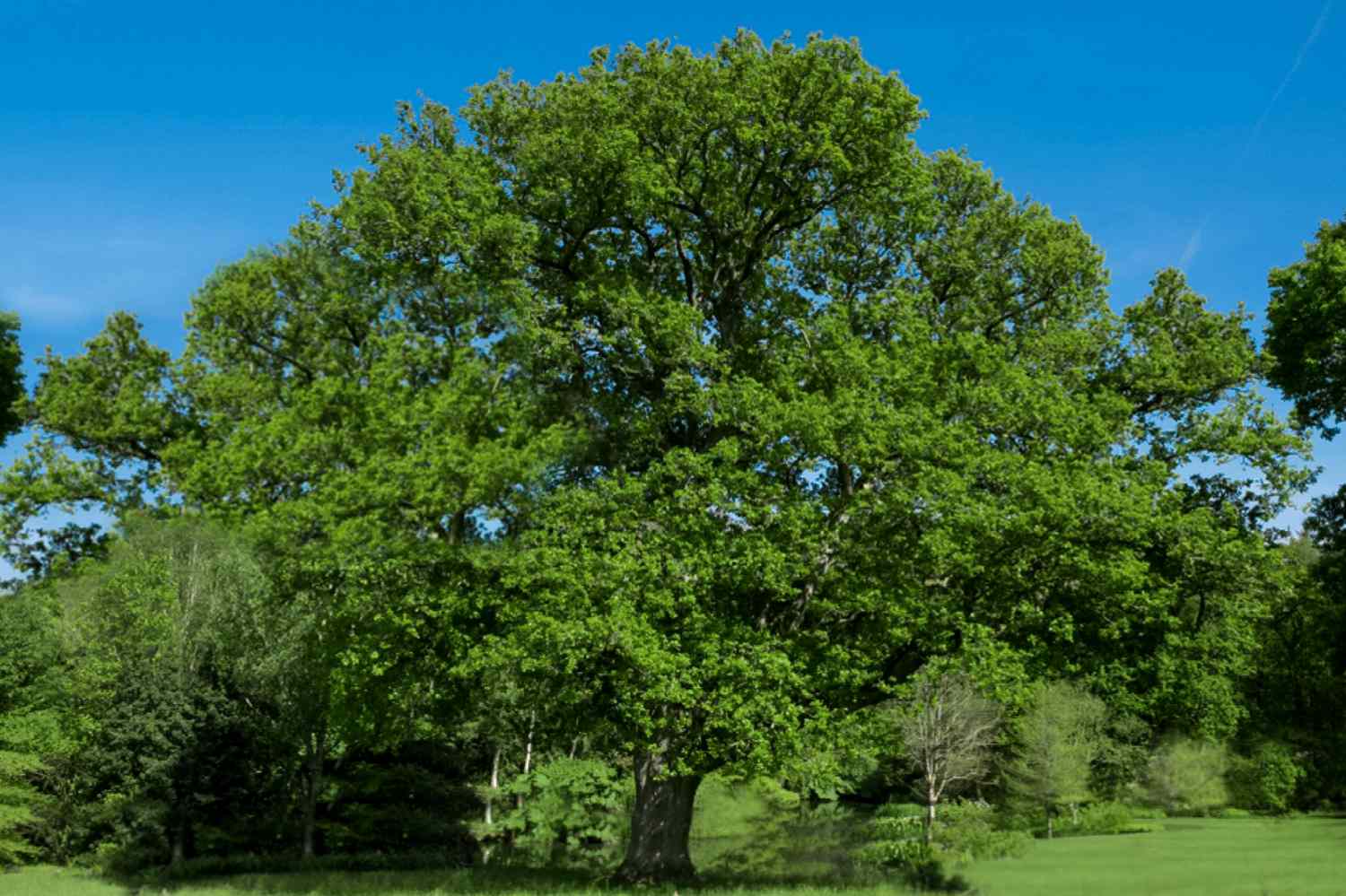 Stieleiche gegen blauen Himmel vor anderen Bäumen