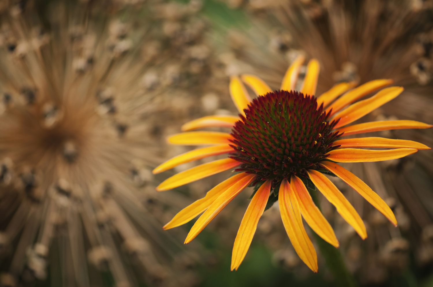 Flame thrower coneflower