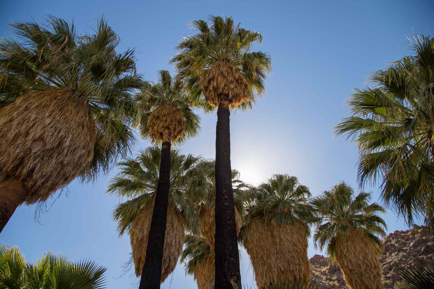 Kalifornische Fächerpalmen mit hohen dunklen Stämmen und großen fächerförmigen Wedeln vor blauem Himmel