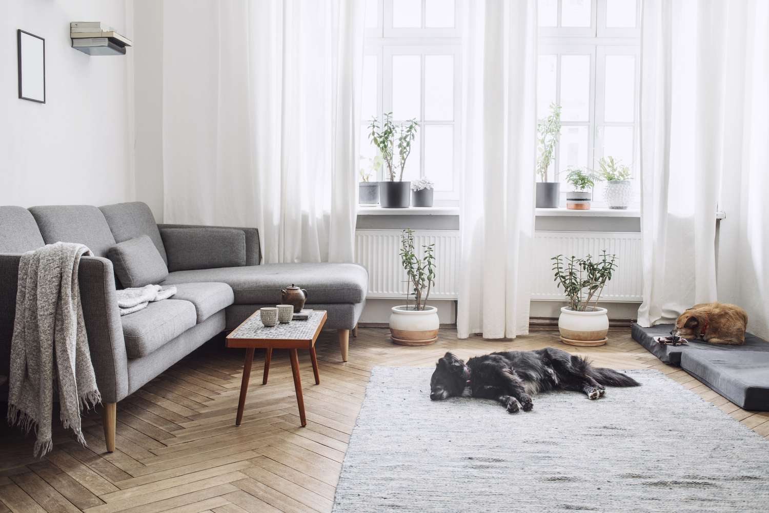 Design-Wohnzimmer mit kleinem Designtisch und Sofa. Weiße Wände, Pflanzen auf der Fensterbank und dem Boden. Braunes Holzparkett. Die Hunde schlafen im Zimmer.