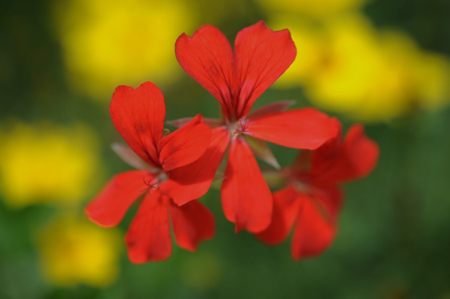 Planta de geranio hiedra con flores rojas brillantes de cerca