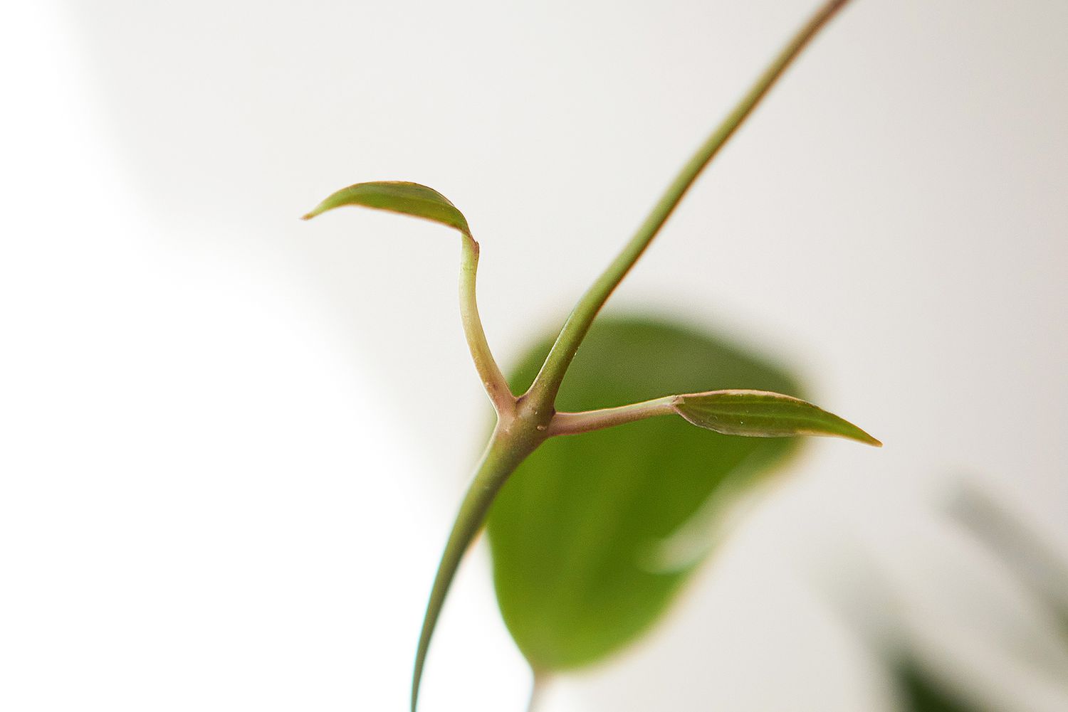 Neue Blätter einer Hoya macrophylla entfalten sich