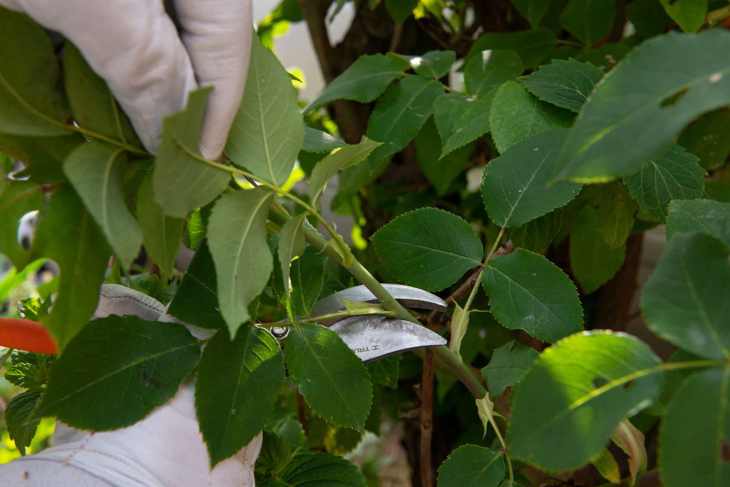 Hand pruners cutting rose stems with leaves from bottom