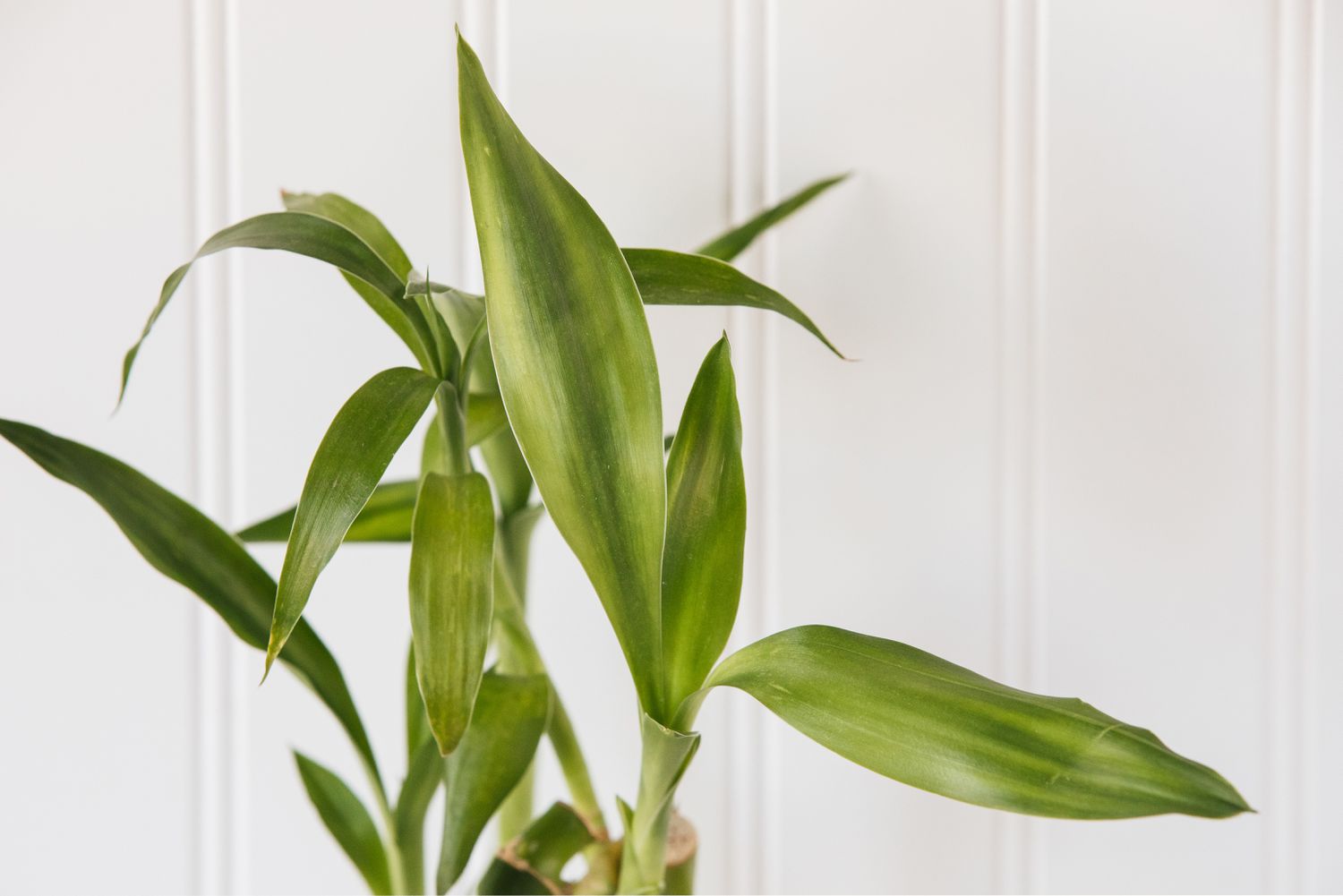 closeup of lucky bamboo leaves