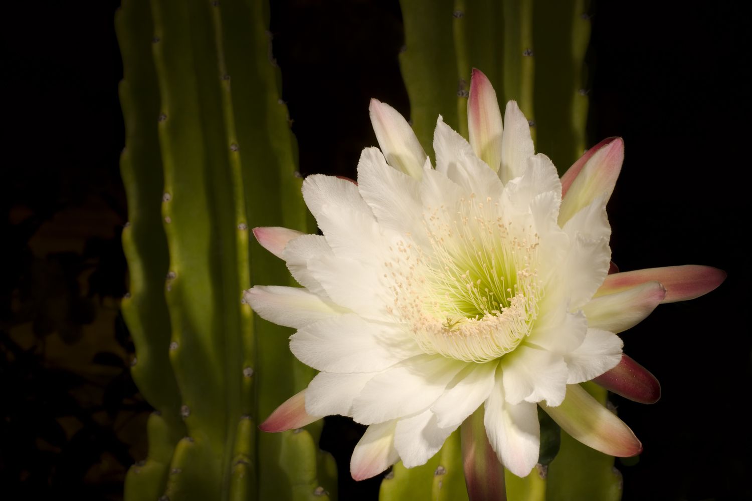 10 tipos de Cereus de floração noturna