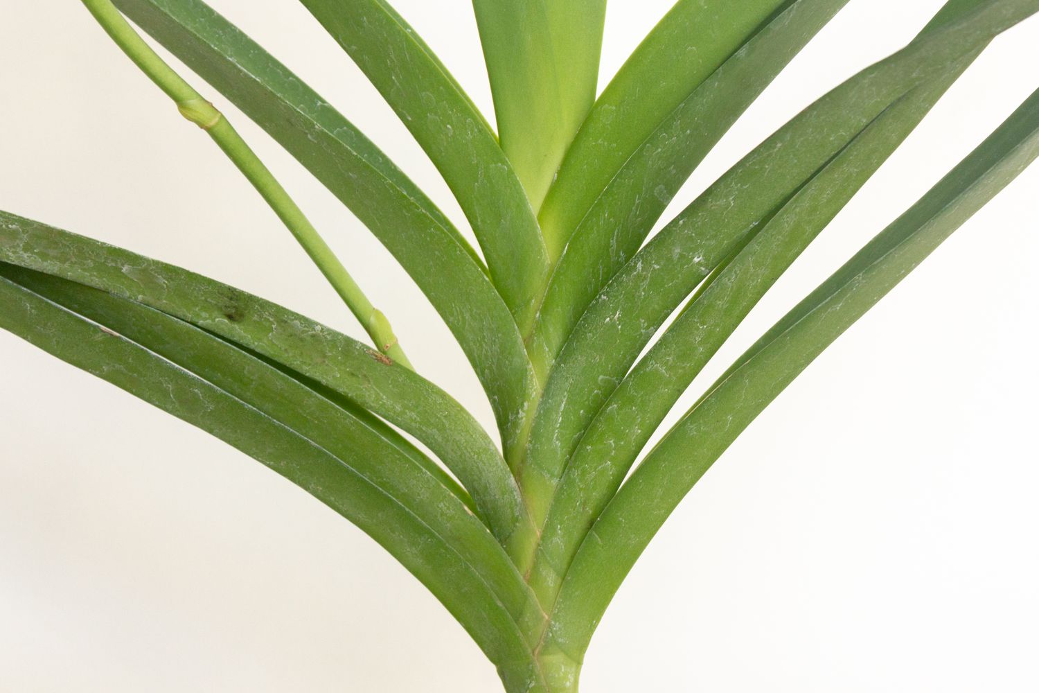 vanda orchid leaves