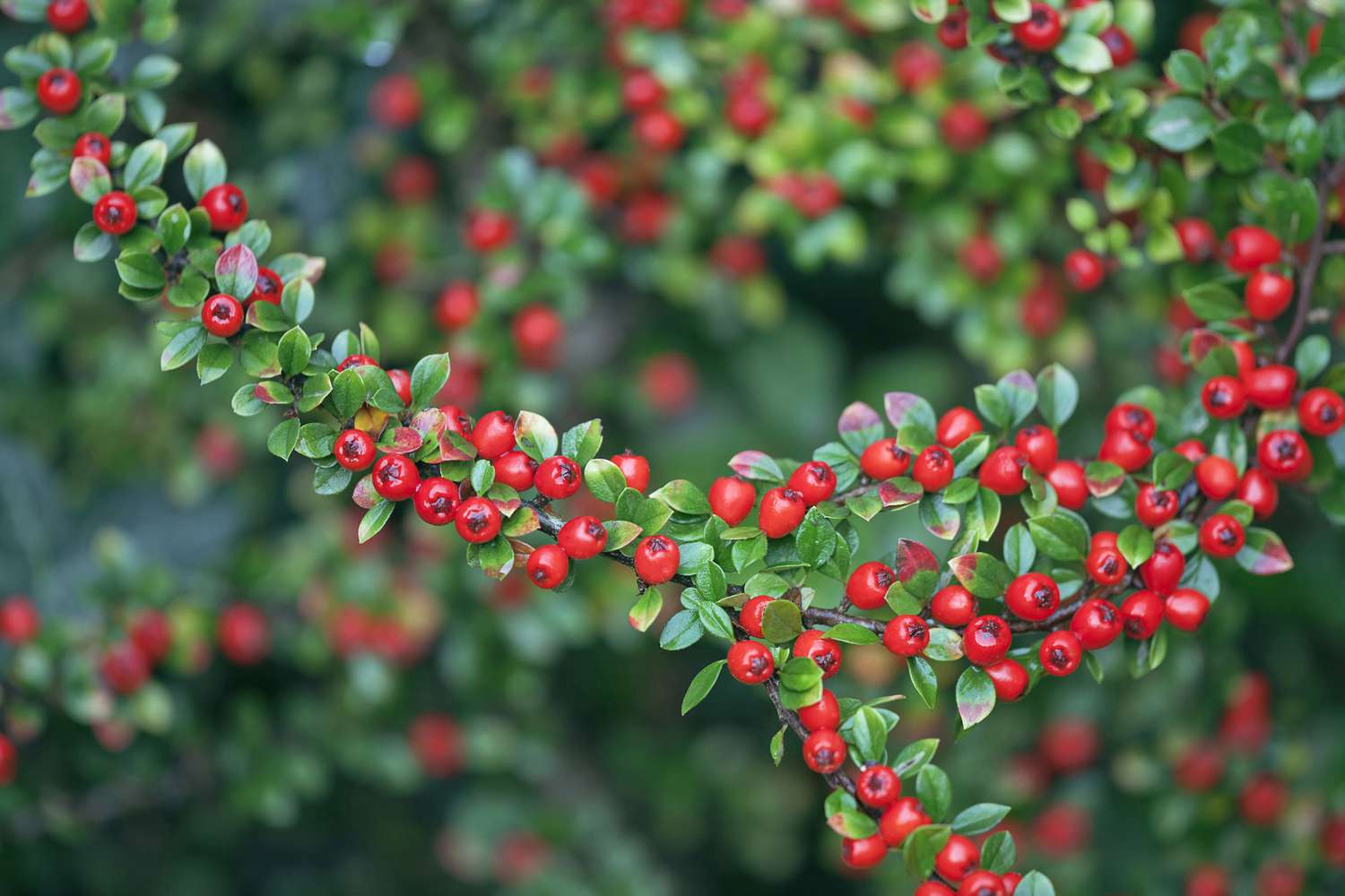 Beeren von Cotoneaster x suecicus 'Coral-Beauty'.