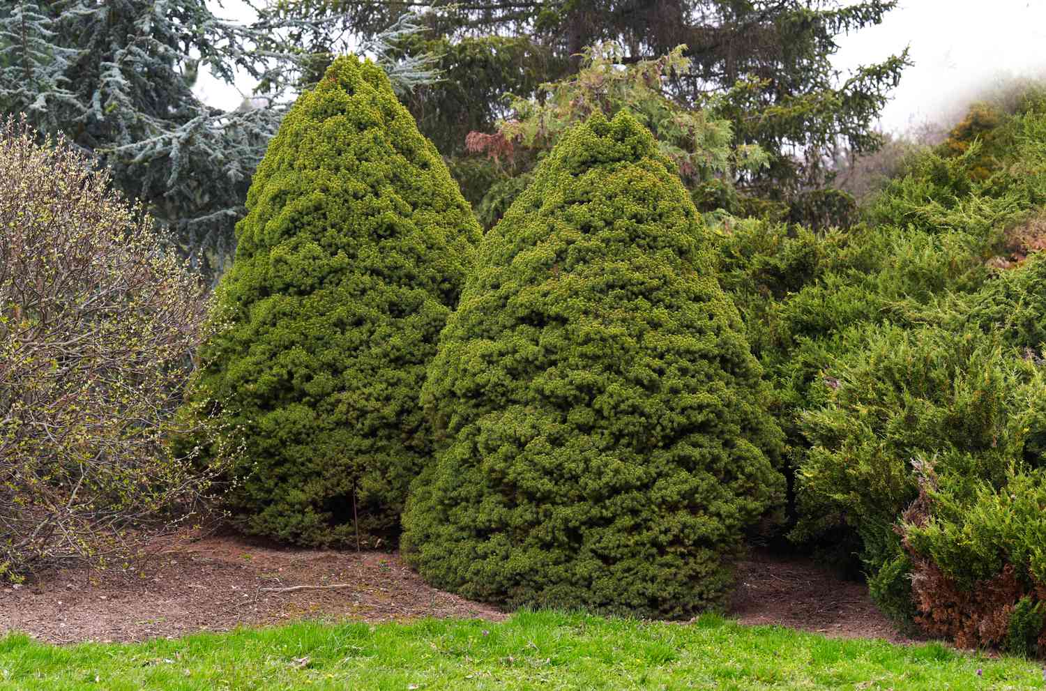 Anbau und Pflege der Zwerg-Alberta-Fichte (Dwarf Alberta Spruce)