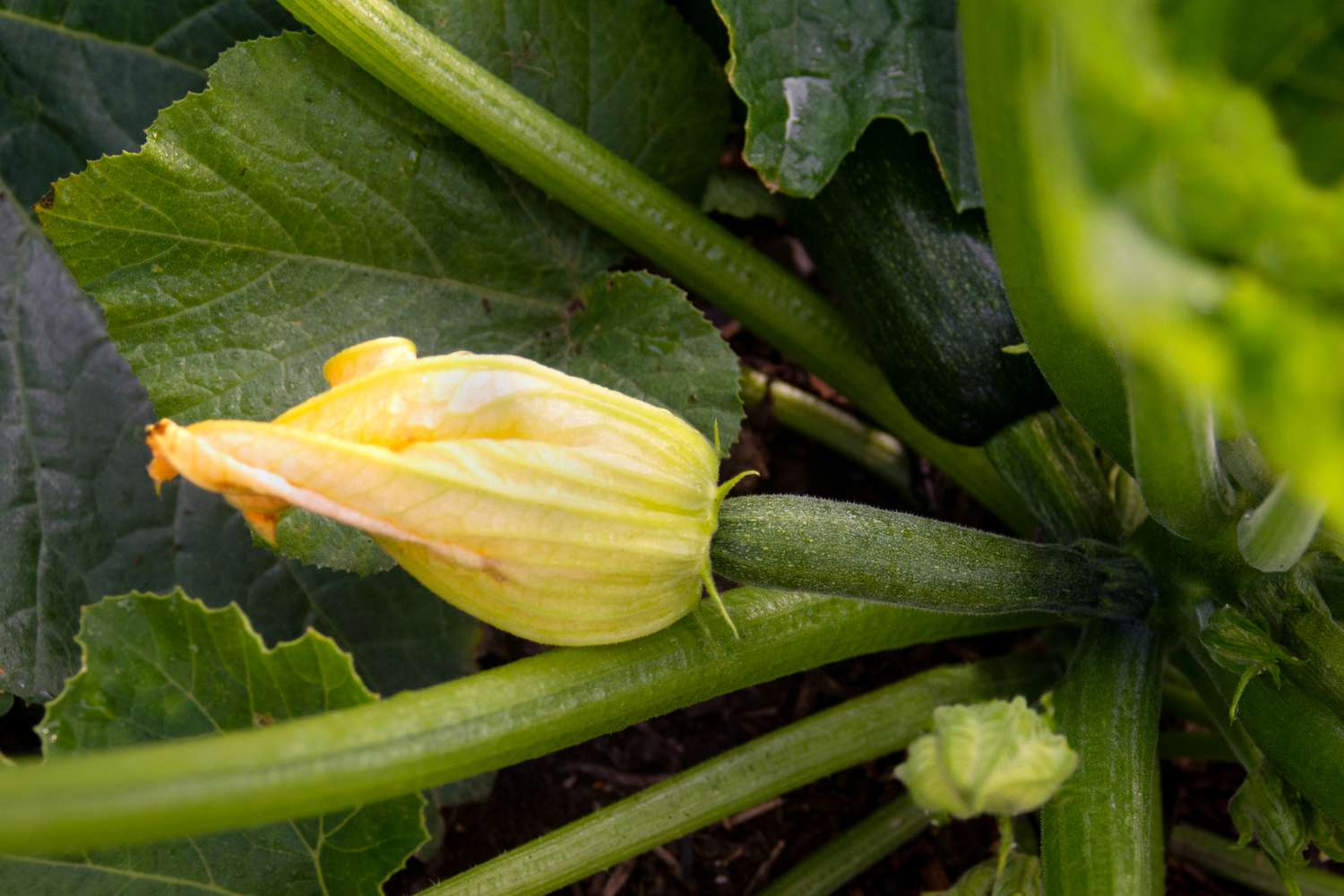 Zucchini plant stems with yellow flower bud closeup