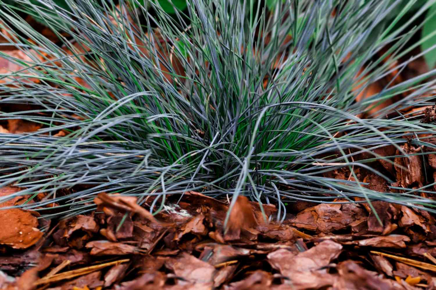 Cómo cultivar y cuidar el césped Festuca azul