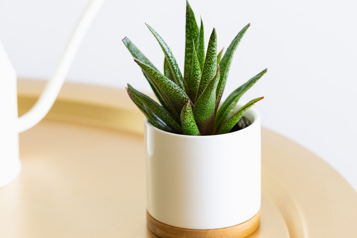 gasteria succulent on a tray