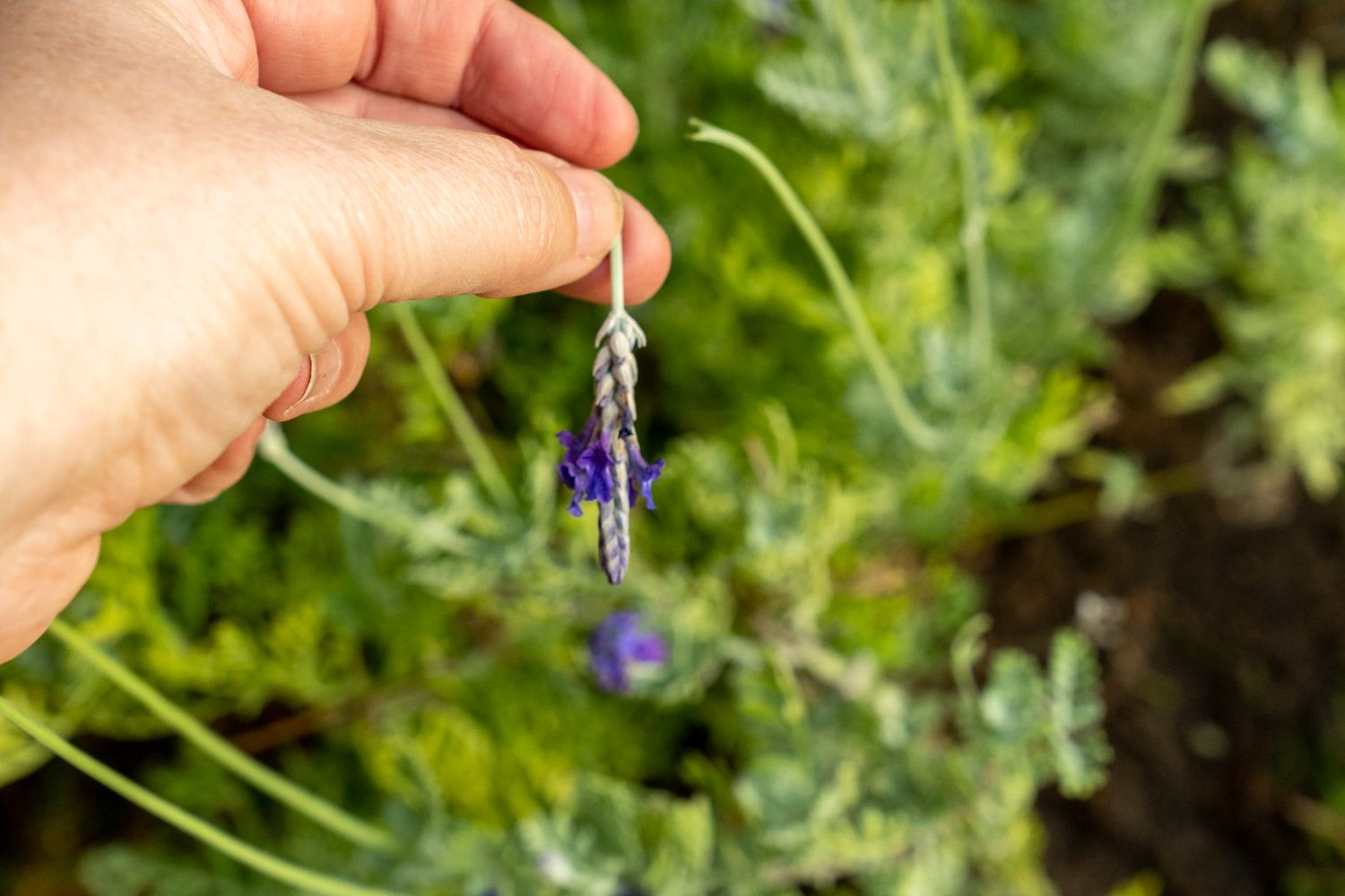 Planta jovem de lavanda pinçada nas pontas