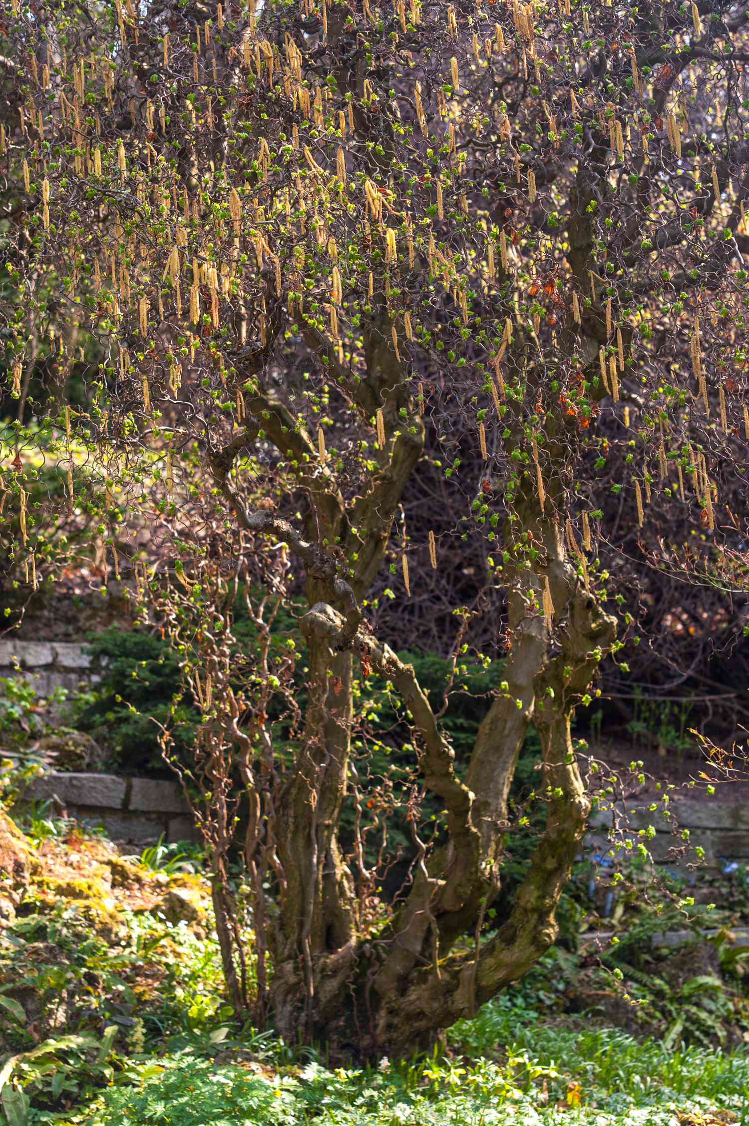 Harry lauder's walking stick shrub with tall twisted branches