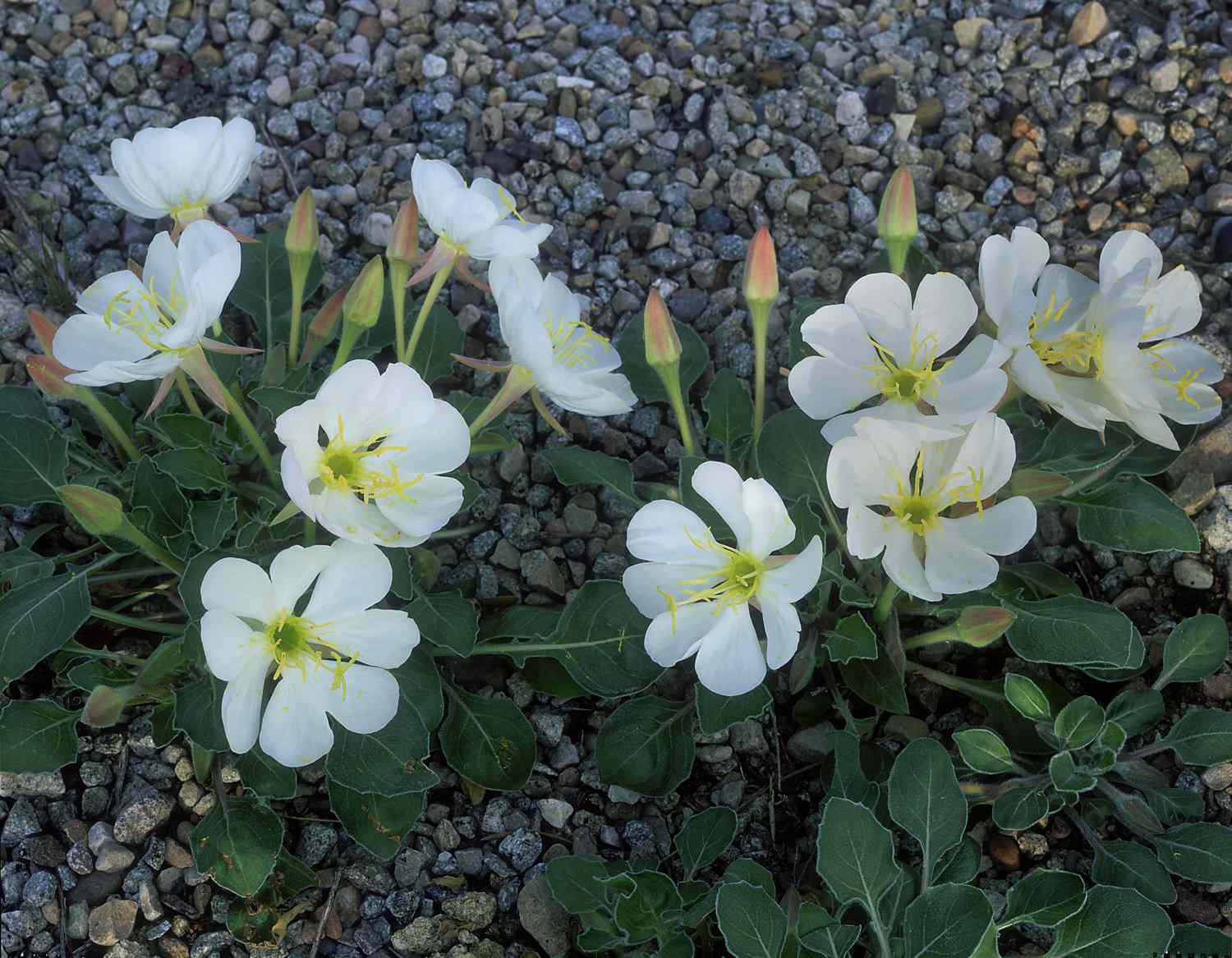 White evening primrose flowers