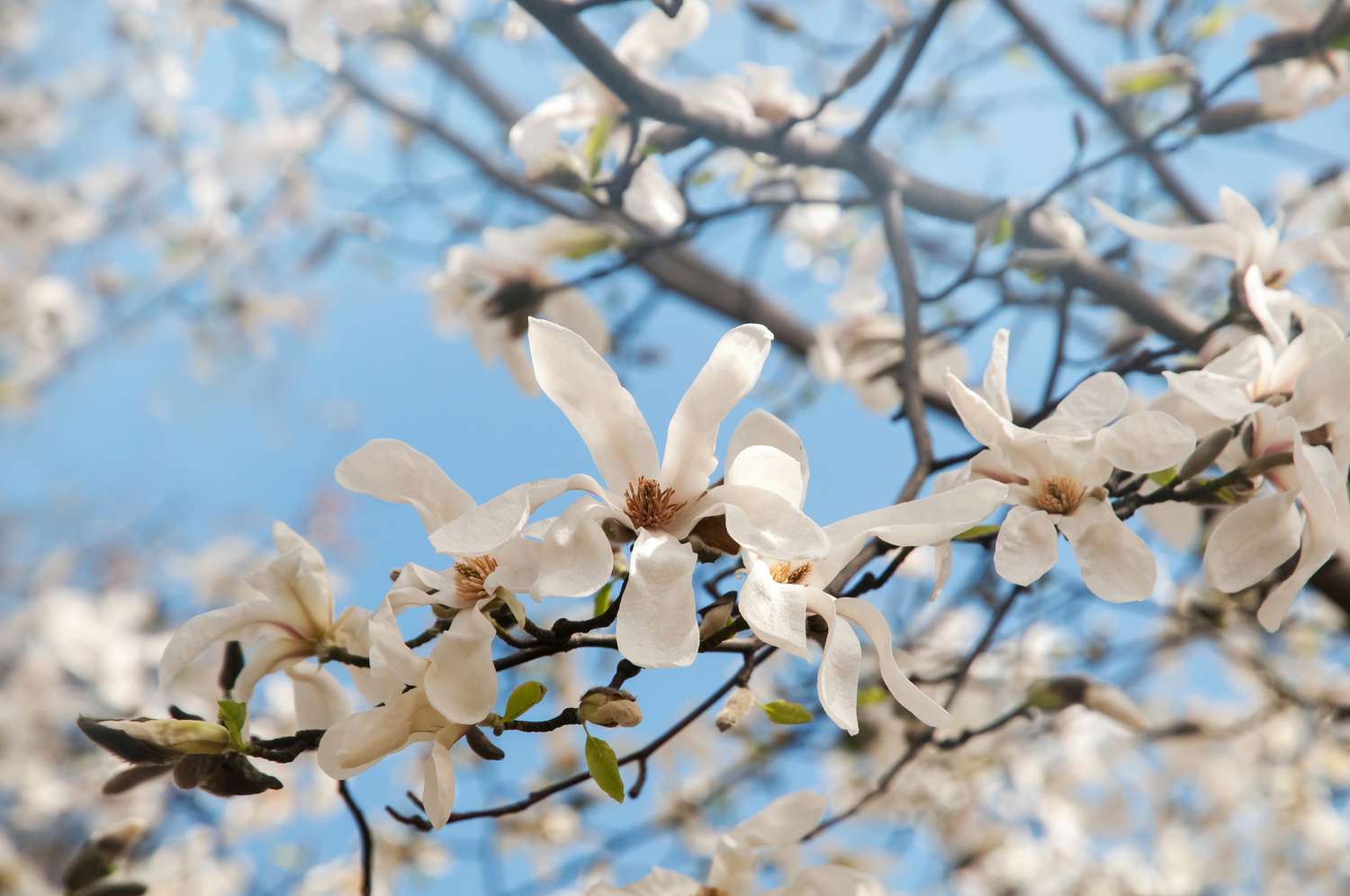 Anbau und Pflege der Sternmagnolie