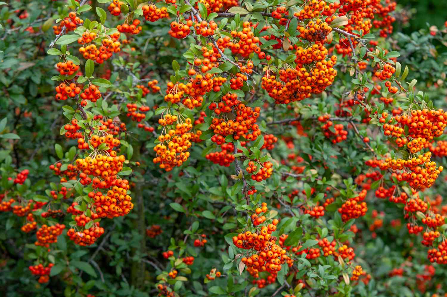 Feuerdornstrauch mit Büscheln orange-roter Beeren, die von den Zweigen hängen